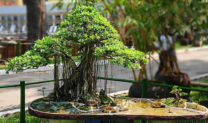 Hòn Non Bộ Mini - Giải Pháp Tuyệt Vời Cho Không Gian Sân Vườn Nhỏ