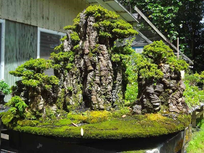 Những Bí Quyết Thiết Kế Hòn Non Bộ Cho Không Gian Nhà Ở Hiện Đại