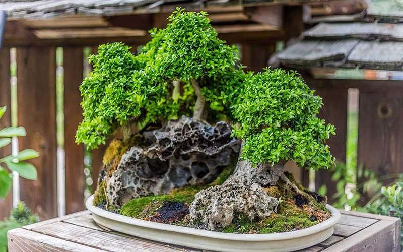 Lợi Ích Và Một Số Lưu Ý Khi Đặt Hòn Non Bộ Trong Nhà